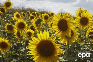 Украина не может экспортировать в пять стран ЕС пшеницу, кукурузу, семена рапса и подсолнечника