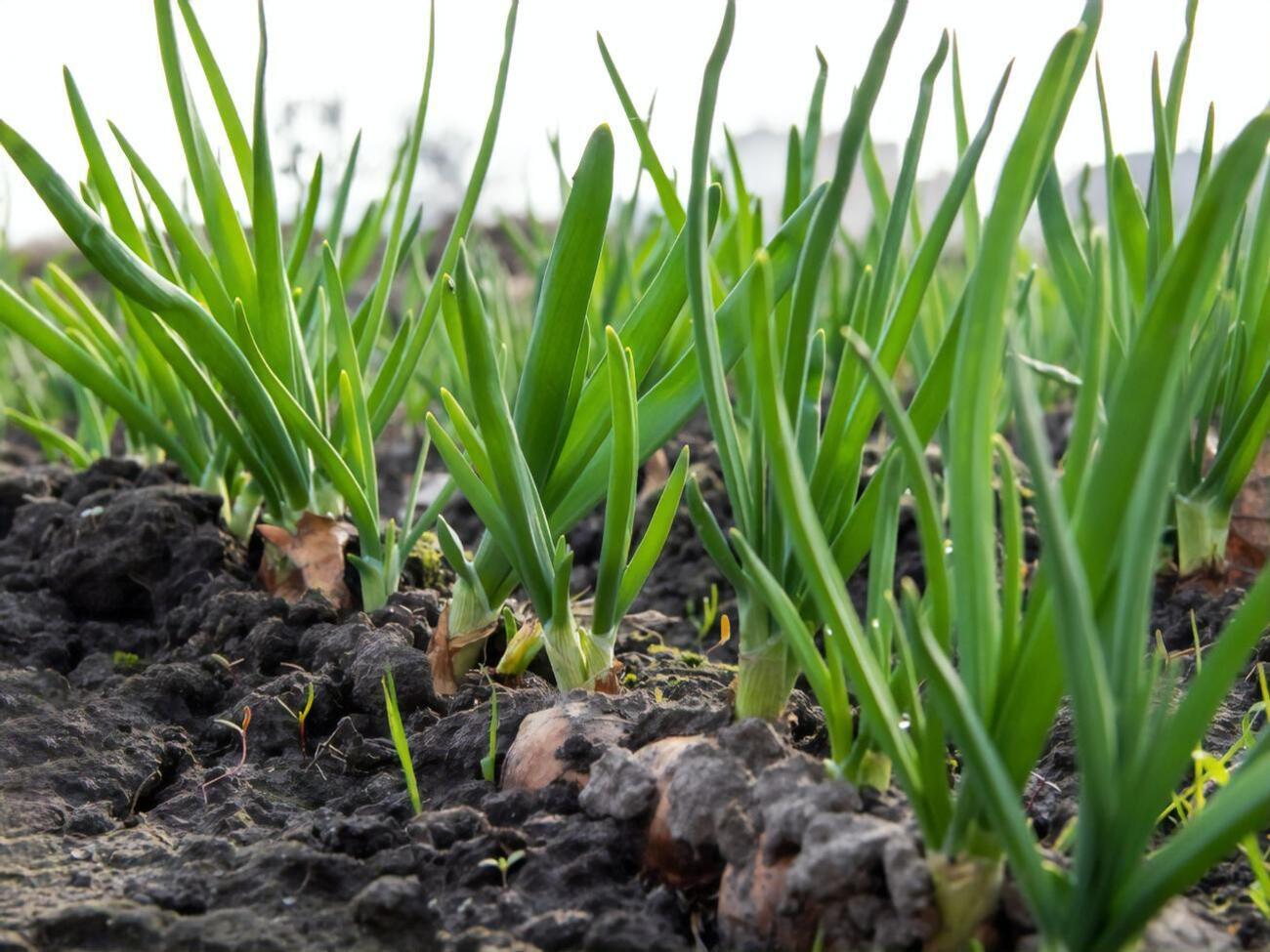 Перья пригибаются к земле только у созревшего лука