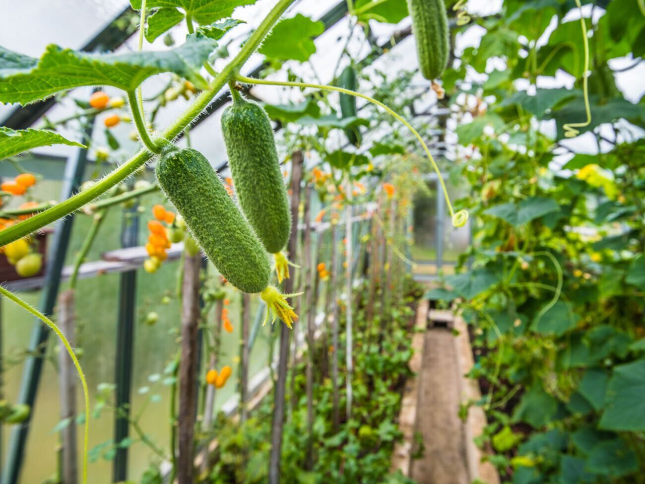 Підживлення з молока створить на огірках тонкий захисний шар, який перешкоджатиме проникненню хвороботворних мікроорганізмів
