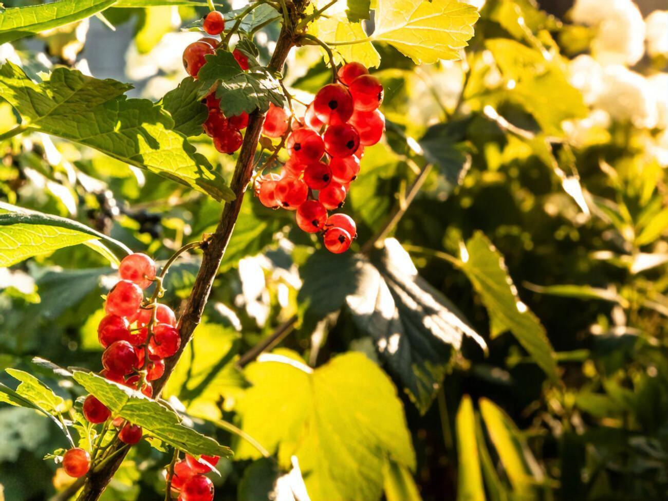 Порічку краще висаджувати в тіні