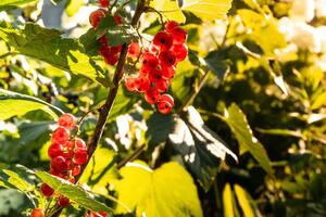 Порічку краще висаджувати в тіні