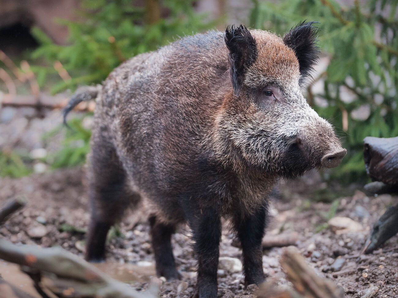 Силует дикого кабана в кущах переплутали із силуетом левиці й почали пошуки. Знайти не вдалося ні левицю, ні кабана