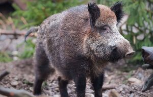 Силует дикого кабана в кущах переплутали із силуетом левиці й почали пошуки. Знайти не вдалося ні левицю, ні кабана