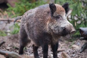 Силуэт дикого кабана в кустах приняли за силуэт львицы и начали поиски. Найти не удалось ни львицу, ни кабана