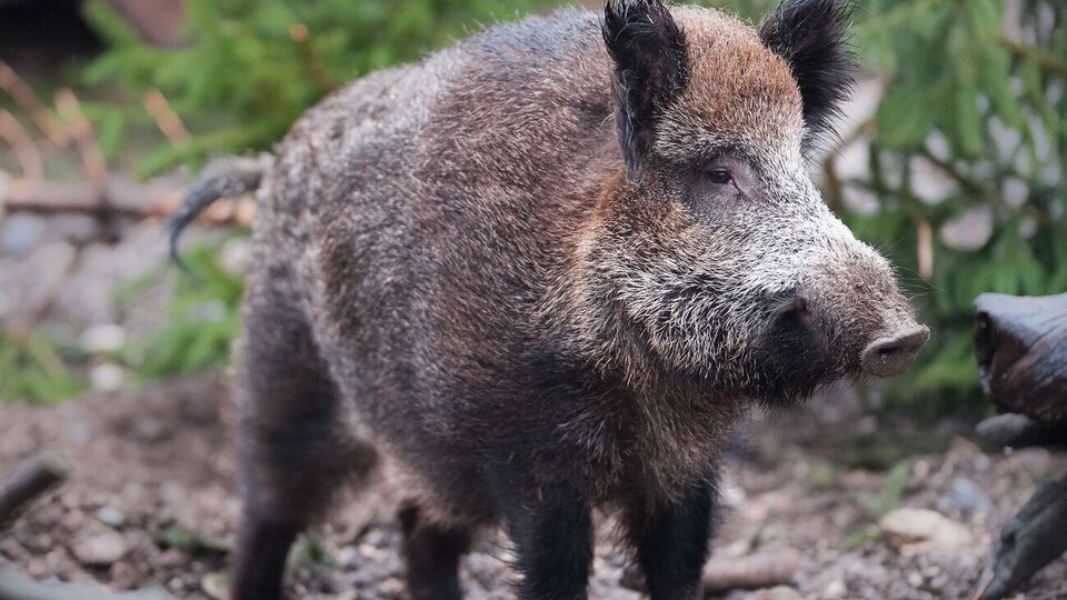 Силует дикого кабана в кущах переплутали із силуетом левиці й почали пошуки. Знайти не вдалося ні левицю, ні кабана