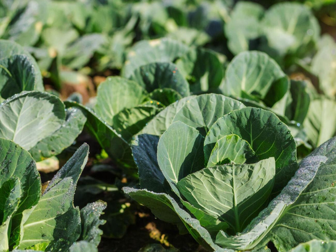 Из одного зерна можно получить 1 кг капусты осенью