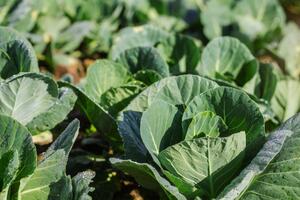 Из одного зерна можно получить 1 кг капусты осенью