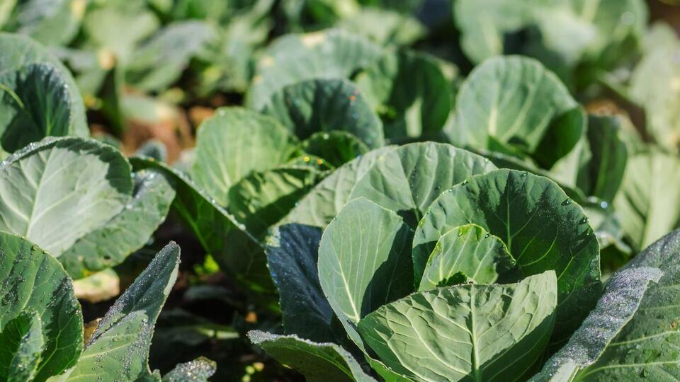 Из одного зерна можно получить 1 кг капусты осенью