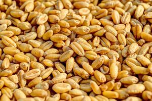 Окупанти вивозять різні зернові культури, зазначили в Генштабі ЗСУ