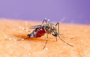 Вірус денге передається людині від інфікованих комарів під час укусів