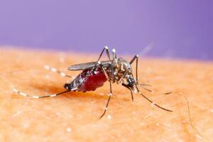Вірус денге передається людині від інфікованих комарів під час укусів