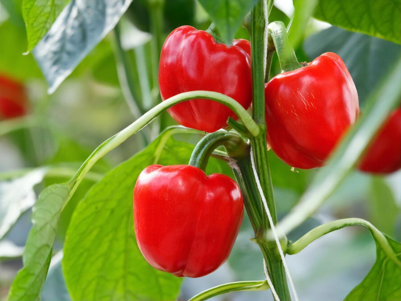 Перец вырастет красивым и вкусным