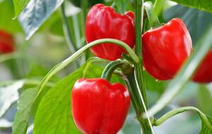 Перец вырастет красивым и вкусным
