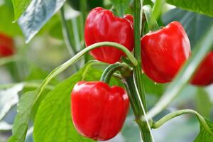 Перец вырастет красивым и вкусным