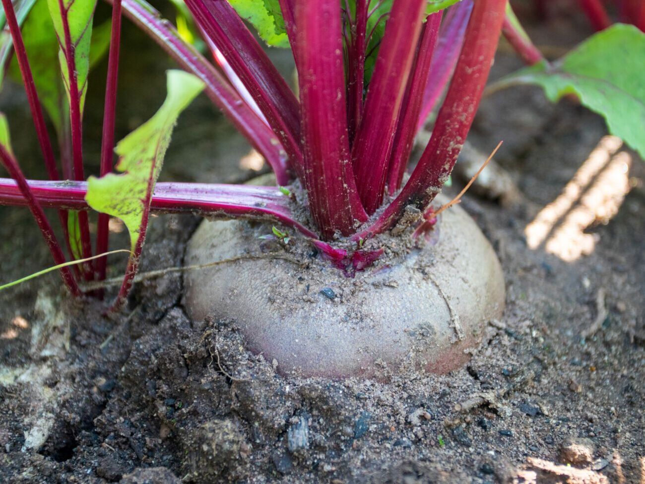 Поливать свеклу соленой водой нужно трижды за сезон&nbsp;&ndash; в июле, августе и за две недели до сбора урожая