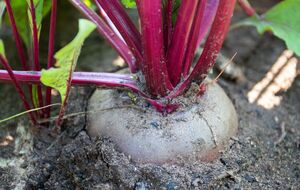 Поливать свеклу соленой водой нужно трижды за сезон – в июле, августе и за две недели до сбора урожая
