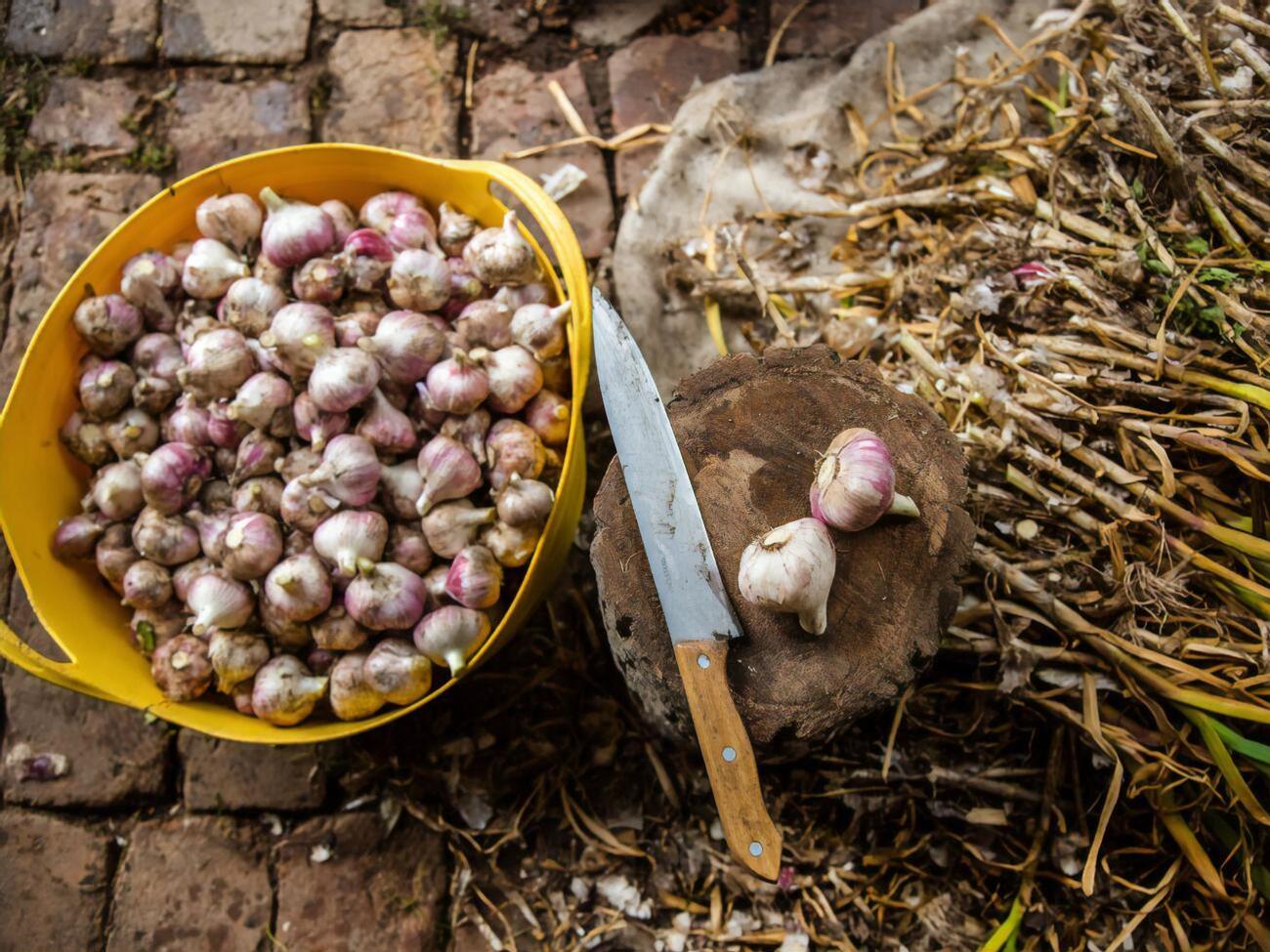 Озимый чеснок нужно хранить при определенной температуре