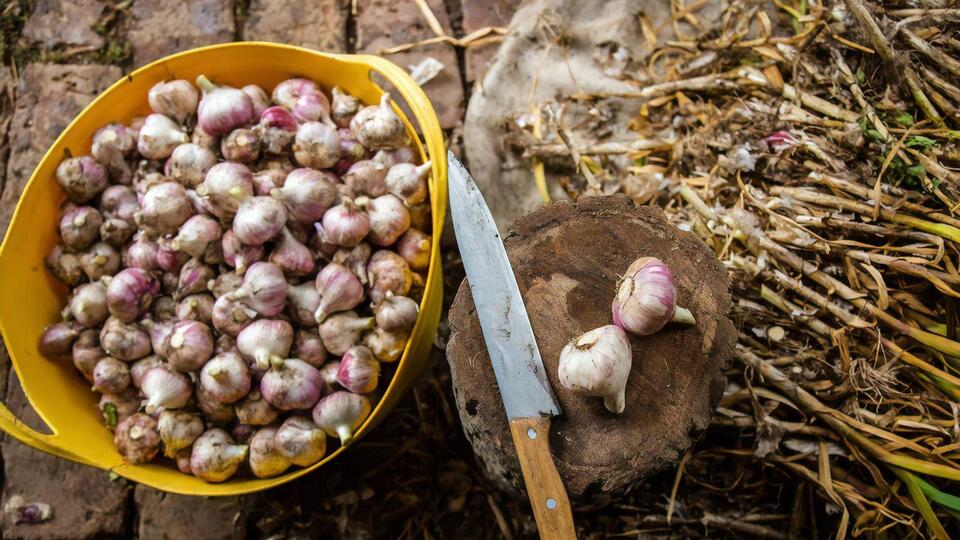 Озимый чеснок нужно хранить при определенной температуре