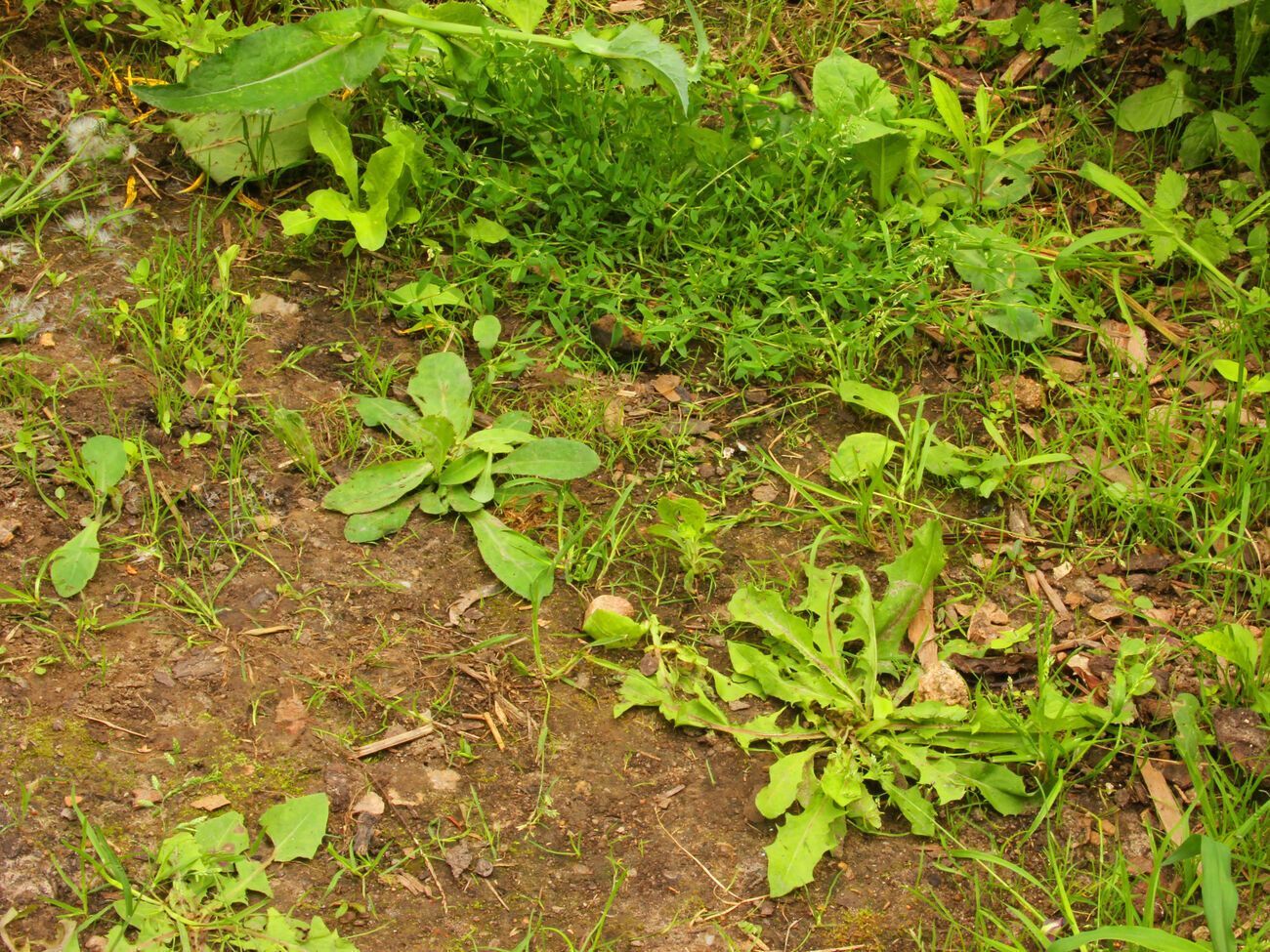 По словам экспертов, гербицид "Антибурьян" не оседает в почве