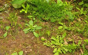 По словам экспертов, гербицид "Антибурьян" не оседает в почве