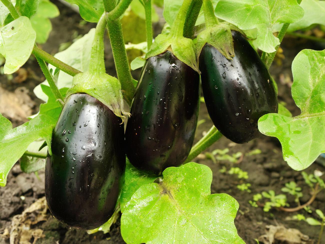 Баклажаны можно поливать только теплой водой