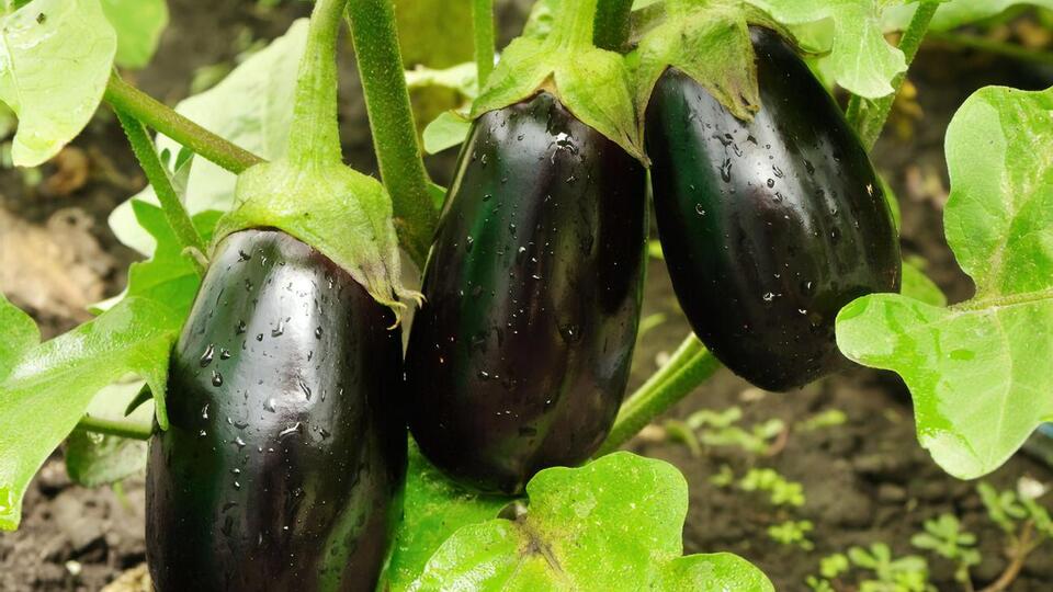 Баклажани можна поливати лише теплою водою