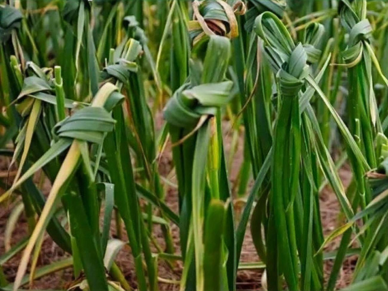 Опытные дачники завязывают листья чеснока примерно за неделю до уборки урожая