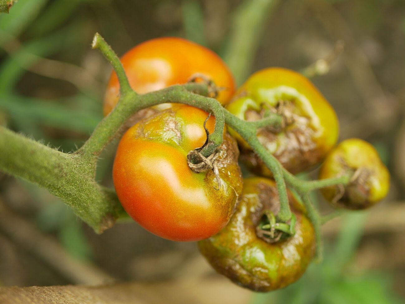 Профілактикою гнилі на томатах є забезпечення стабільного режиму поливання, уникнення екстремальних температурних режимів та наявність достатньої кількості кальцію