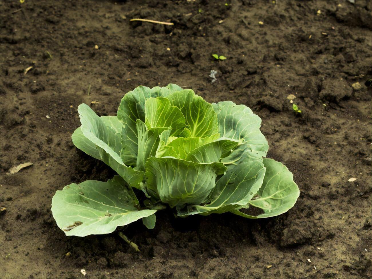 На нижних листьях капусты может скапливаться влага