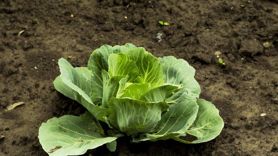 На нижних листьях капусты может скапливаться влага