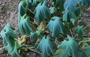 Если во время засухи не обеспечить регулярный полив, огурцы могут засохнуть