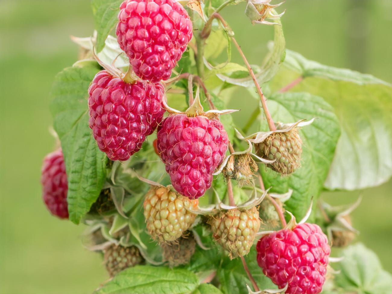 Малина будет плодоносить до октября