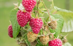 Малина будет плодоносить до октября