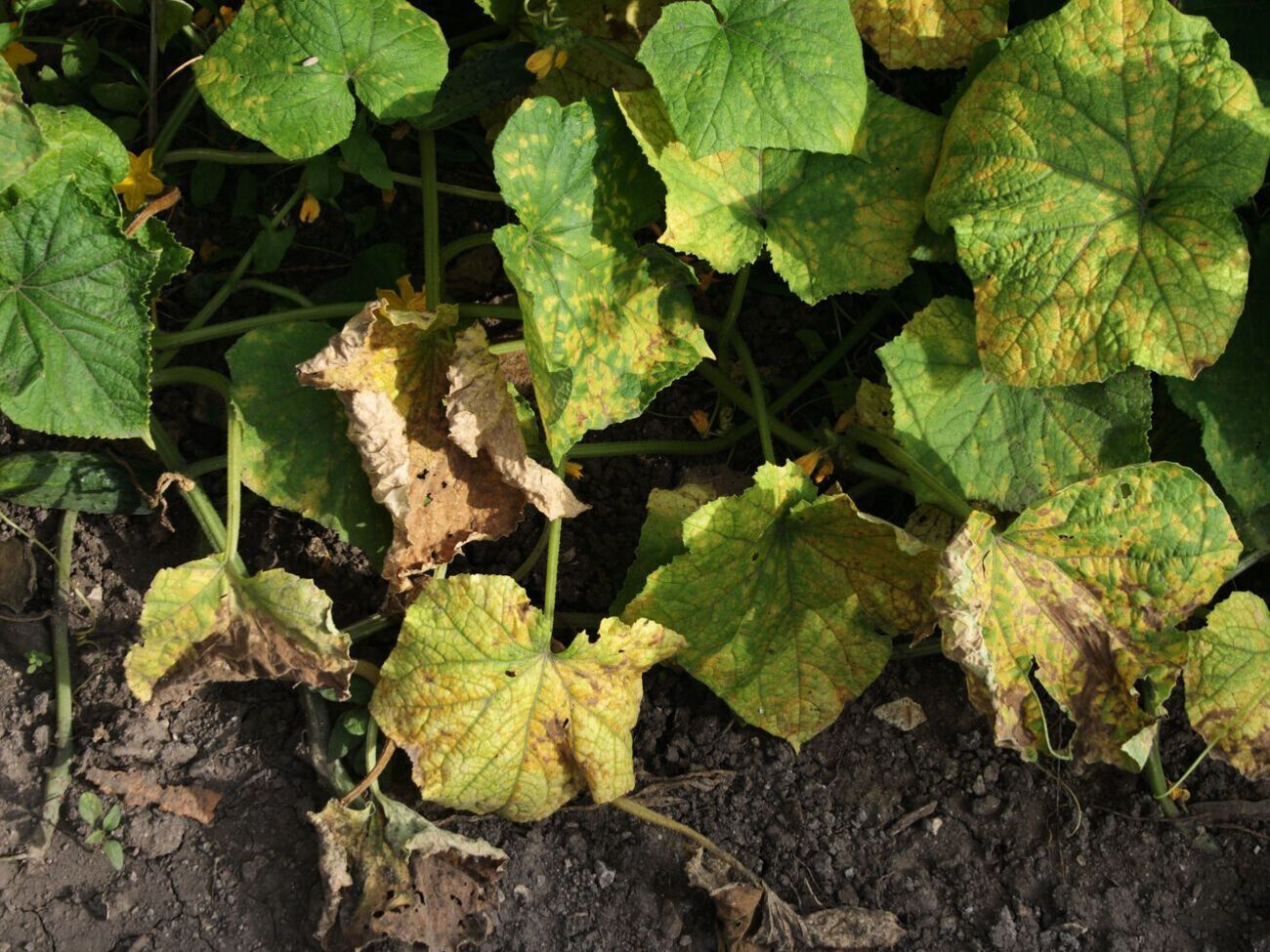 Борошниста роса залишає на листі рослин білий або сірий наліт. Після зараження рослини сповільнюються в рості і в'януть