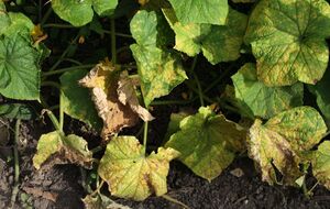 Борошниста роса залишає на листі рослин білий або сірий наліт. Після зараження рослини сповільнюються в рості і в'януть