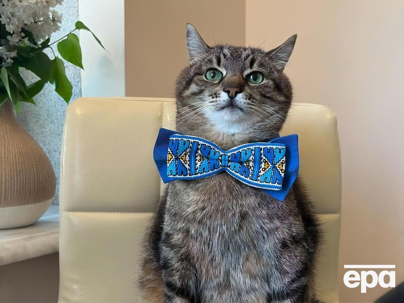 Сторінку українського кота-блогера Степана в Instagram ведуть харків'яни