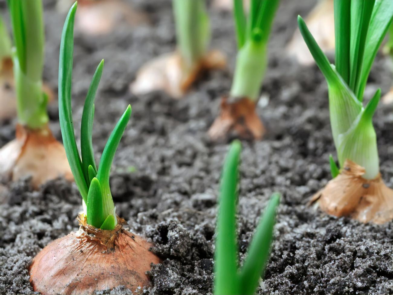 Лук обычно собирают во второй половине июля