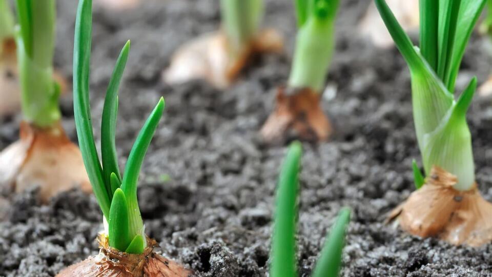 Лук обычно собирают во второй половине июля