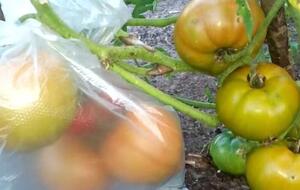 Щоб томати дозрівали швидше просто на кущах, на них надівають пакети
