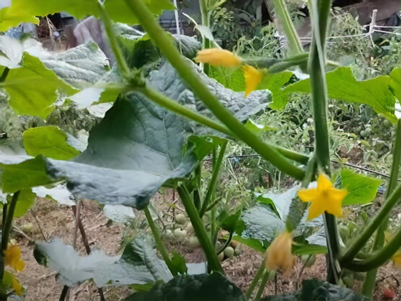 Коли йдуть дощі, на огірках прогресують грибкові захворювання