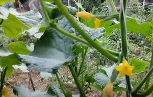 Коли йдуть дощі, на огірках прогресують грибкові захворювання