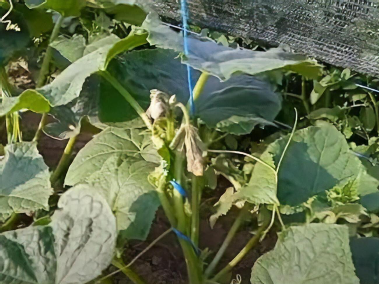 Сода захищає огірки від хвороб