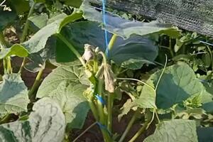 Сода захищає огірки від хвороб