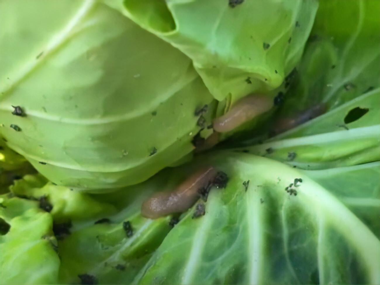 Чтобы улитки не уничтожали урожай, растения необходимо оградить от вредителей с помощью извести