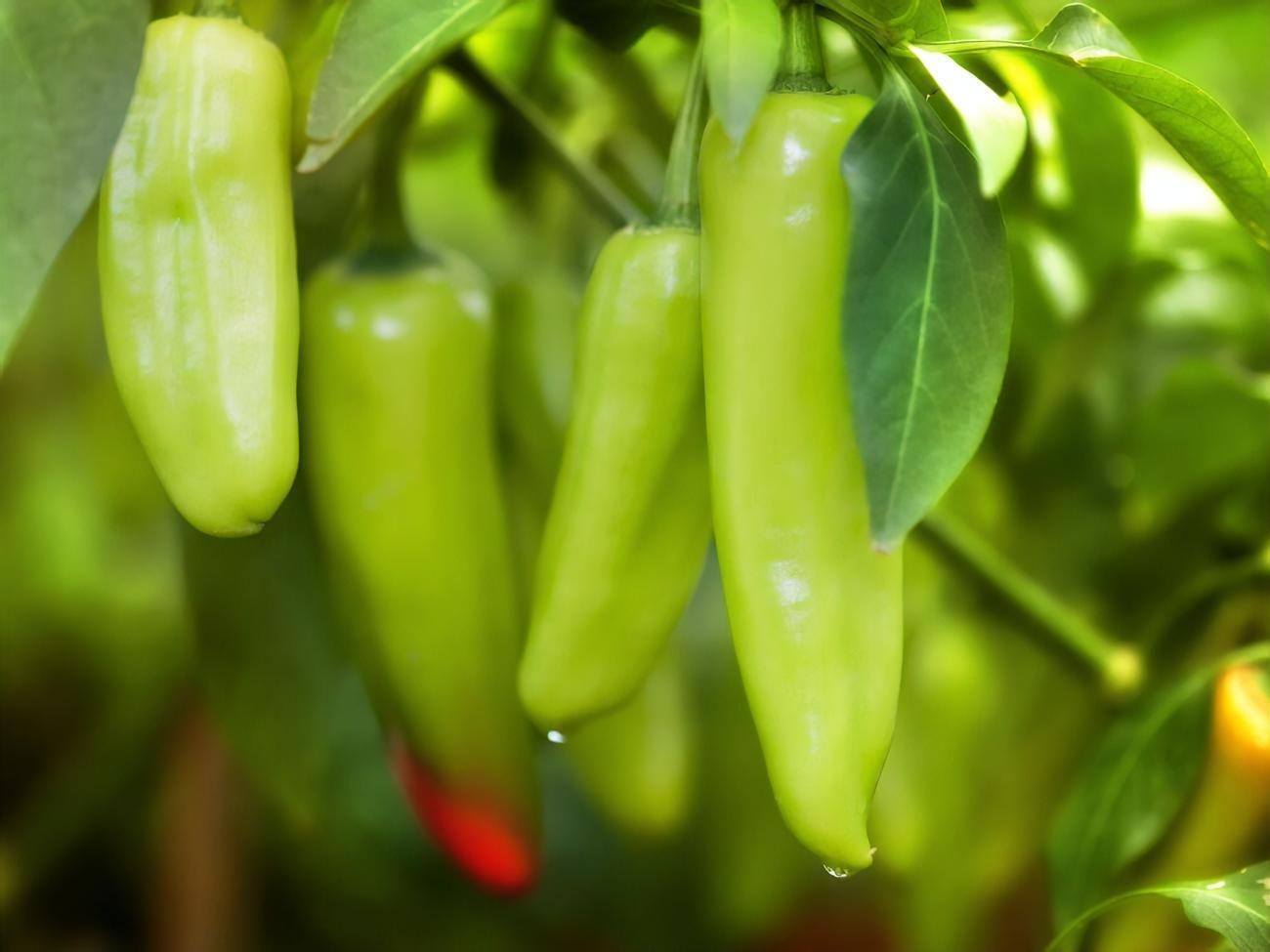 Перец подрастет и не будет сбрасывать плоды