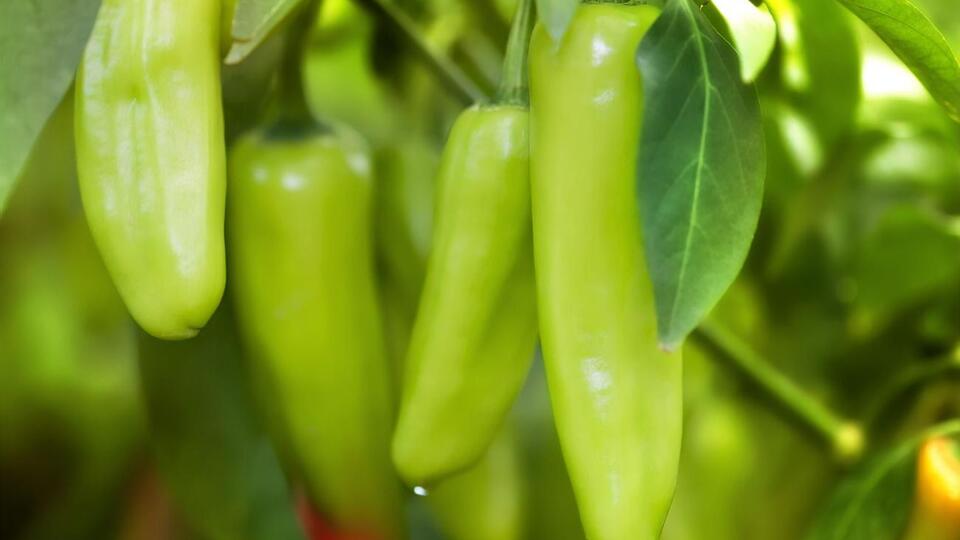 Перець підросте й не скидатиме плодів