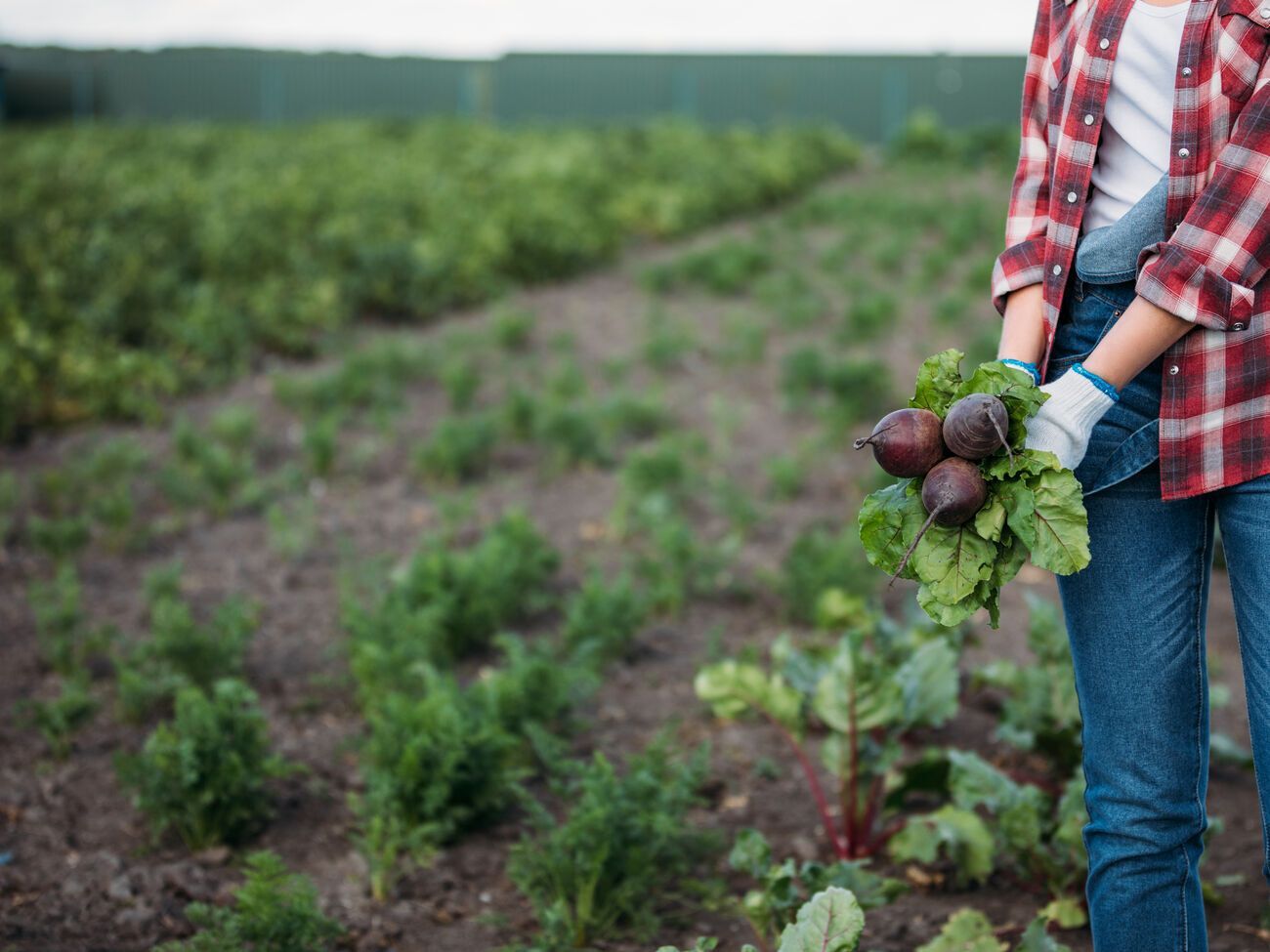 Для посева в июле необходимо использовать семена, а не рассаду или сажанцы