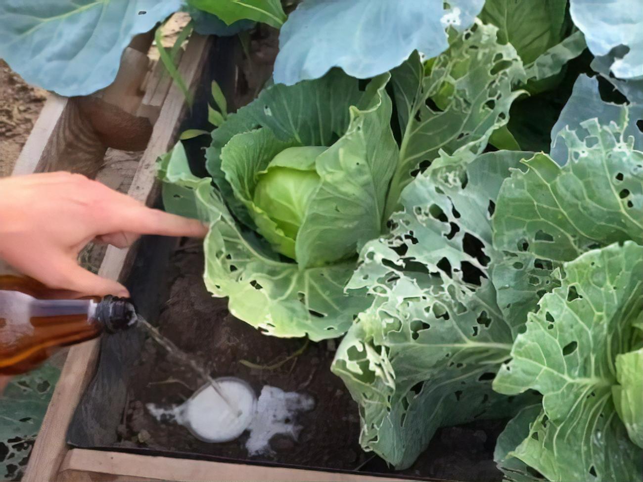 Улитки приползут на запах пива, захотят его попробовать и окажутся в ловушке, из которой уже не смогут выбраться