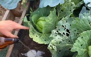 Улитки приползут на запах пива, захотят его попробовать и окажутся в ловушке, из которой уже не смогут выбраться