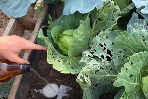 Улитки приползут на запах пива, захотят его попробовать и окажутся в ловушке, из которой уже не смогут выбраться